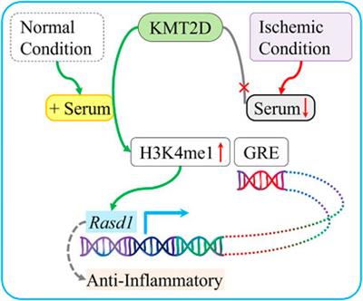 Histone methyltransferase KMT2D contributes to the protection of myocardial ischemic injury